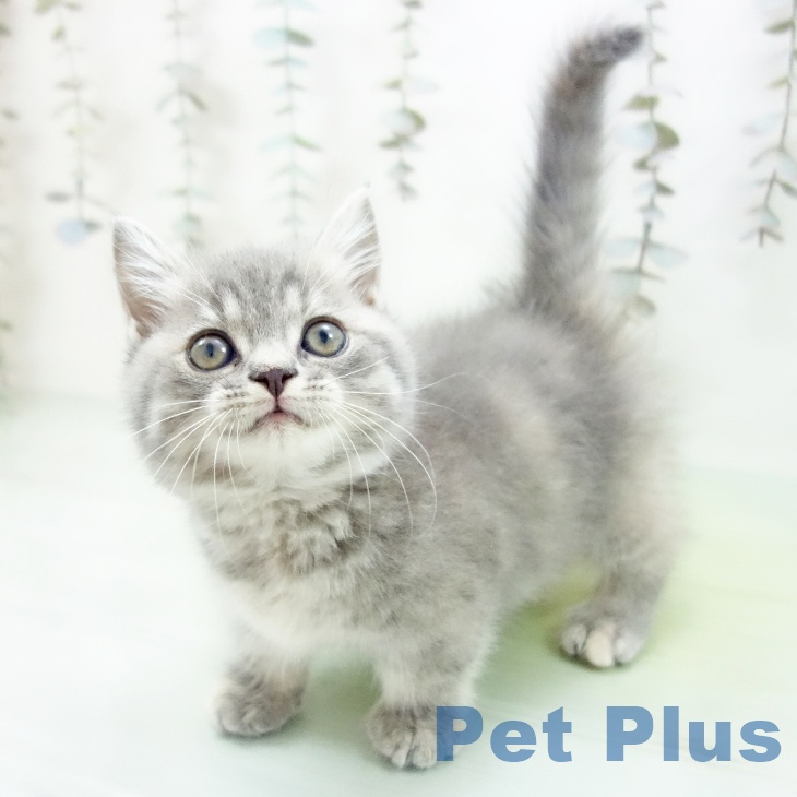 愛知県のマンチカン (ペットプラス ナゴヤドーム前店/2025年9月18日生まれ/女の子/ブルーパッチドタビー)の子猫の1枚目の画像