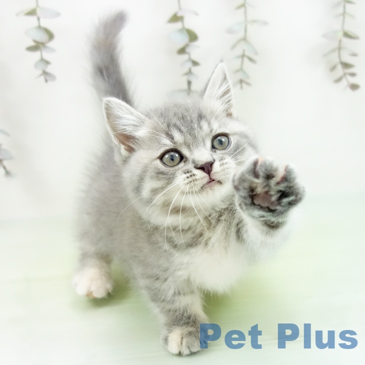 愛知県のマンチカン (ペットプラス ナゴヤドーム前店/2025年9月18日生まれ/女の子/ブルーパッチドタビー)の子猫の2枚目の画像