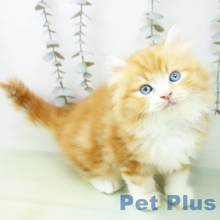 愛知県のラガマフィン (ペットプラス mozoワンダーシティ店/2025年9月16日生まれ/男の子/レッドタビーホワイト)の子猫の1枚目の画像