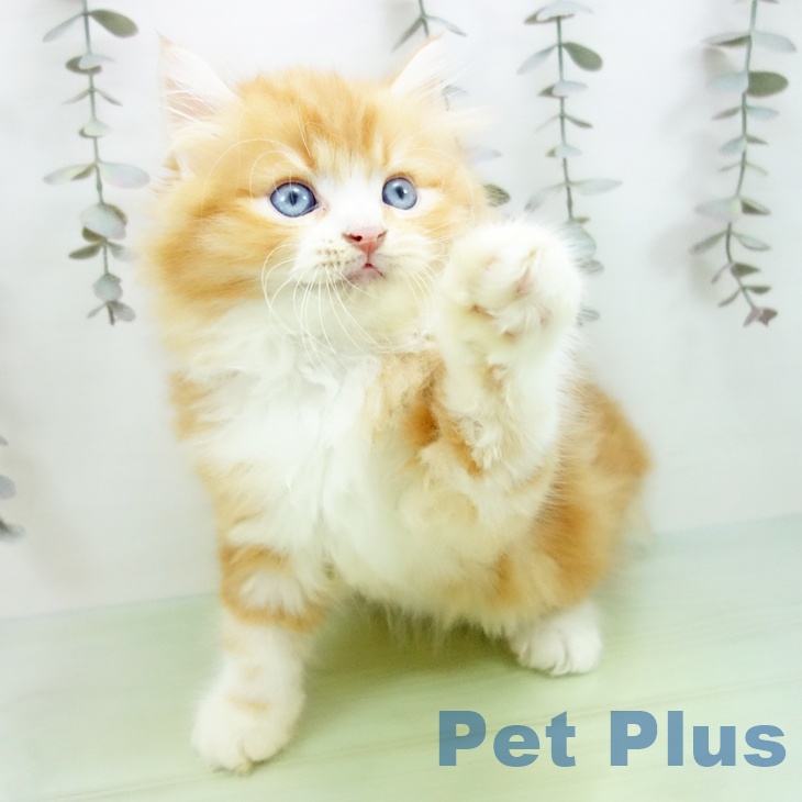 愛知県のラガマフィン (ペットプラス mozoワンダーシティ店/2025年9月16日生まれ/男の子/レッドタビーホワイト)の子猫の2枚目の画像