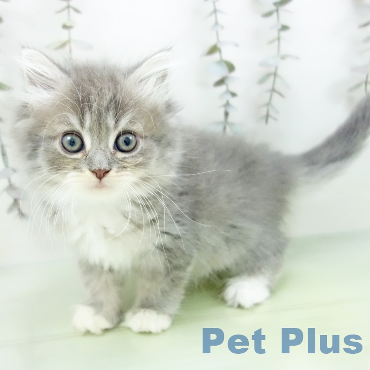 岐阜県のラガマフィン (ペットプラス 光ケ丘店/2025年9月18日生まれ/女の子/ブルーパッチドタビーホワイト)の子猫の1枚目の画像