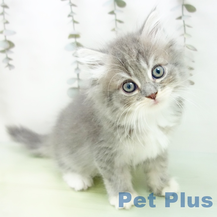 岐阜県のラガマフィン (ペットプラス 光ケ丘店/2025年9月18日生まれ/女の子/ブルーパッチドタビーホワイト)の子猫の2枚目の画像