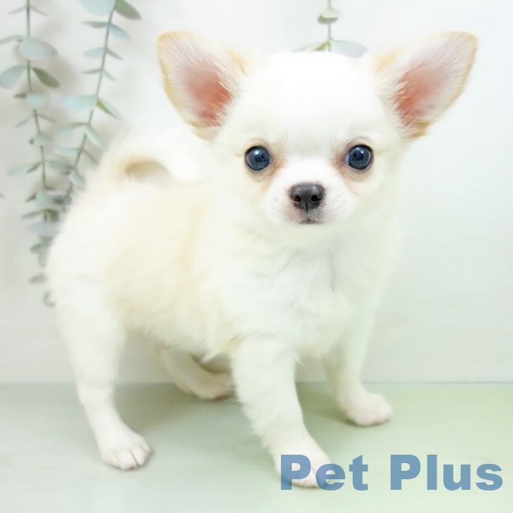 愛知県のチワワ(ロング) (ペットプラス ナゴヤドーム前店/2025年9月18日生まれ/男の子/クリームホワイト)の子犬の1枚目の画像