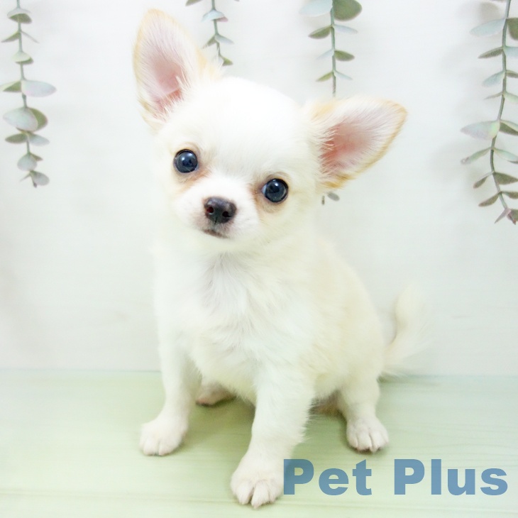 愛知県のチワワ(ロング) (ペットプラス ナゴヤドーム前店/2025年9月18日生まれ/男の子/クリームホワイト)の子犬の2枚目の画像