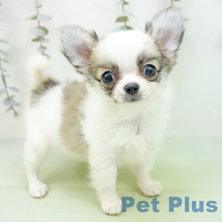 愛知県のチワワ(ロング) (ペットプラス ナゴヤドーム前店/2025年9月18日生まれ/男の子/ホワイトレッド)の子犬の1枚目の画像