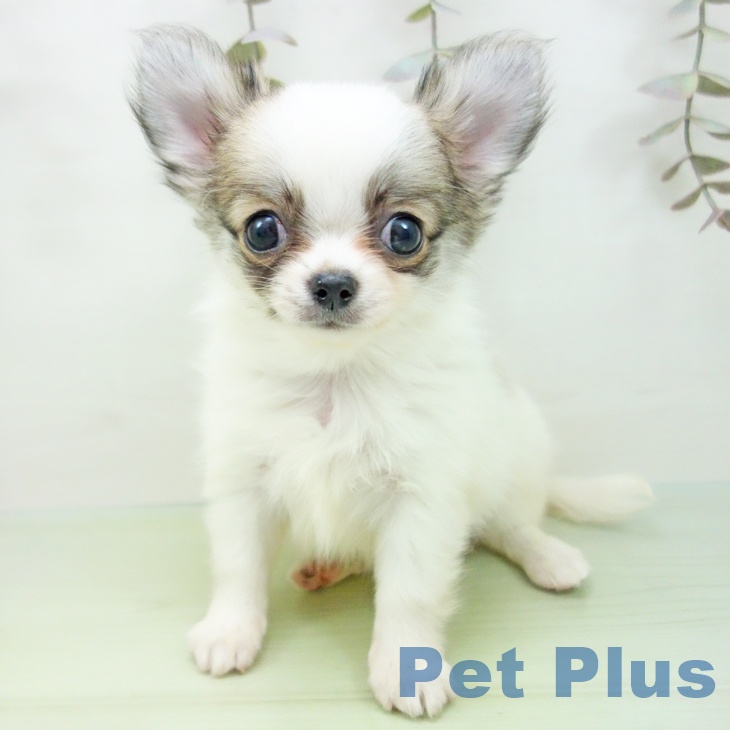 愛知県のチワワ(ロング) (ペットプラス ナゴヤドーム前店/2025年9月18日生まれ/男の子/ホワイトレッド)の子犬の2枚目の画像