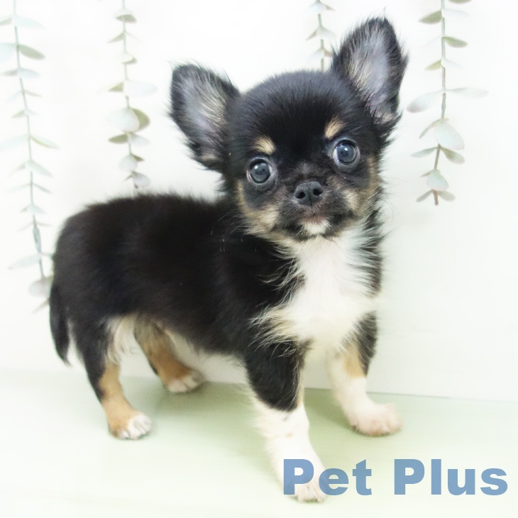 群馬県のチワワ(ロング) (ペットプラス 前橋店/2025年9月18日生まれ/男の子/ブラックタンホワイト)の子犬の1枚目の画像