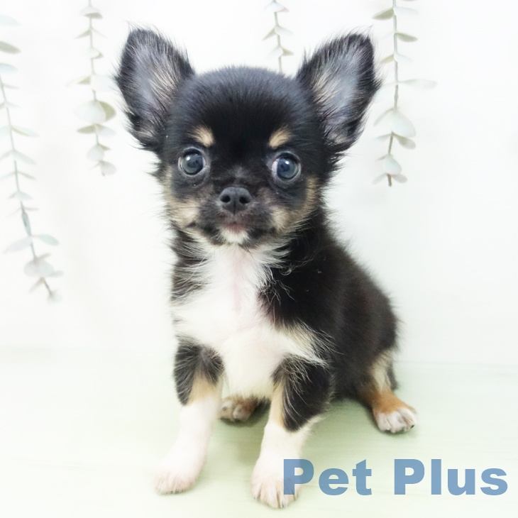 群馬県のチワワ(ロング) (ペットプラス 前橋店/2025年9月18日生まれ/男の子/ブラックタンホワイト)の子犬の2枚目の画像