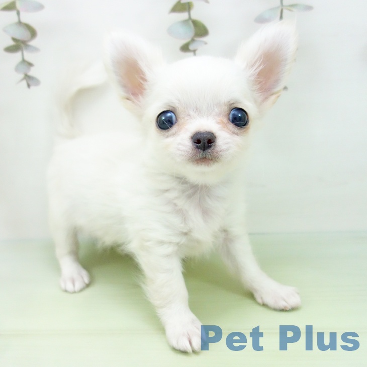 愛知県のチワワ(ロング) (ペットプラス 豊田店/2025年9月12日生まれ/男の子/クリーム)の子犬の1枚目の画像