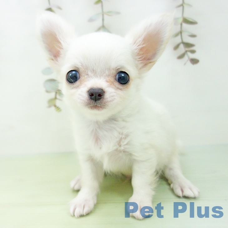 愛知県のチワワ(ロング) (ペットプラス 豊田店/2025年9月12日生まれ/男の子/クリーム)の子犬の2枚目の画像