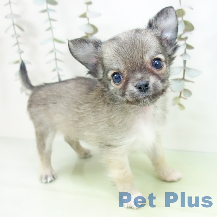 愛知県のチワワ(ロング) (ペットプラス ナゴヤドーム前店/2025年9月18日生まれ/男の子/フォーン)の子犬