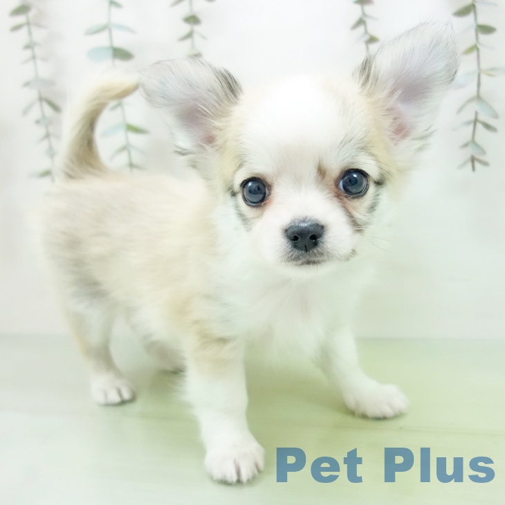 埼玉県のチワワ(ロング) (ペットプラス コクーンシティ店/2025年9月18日生まれ/男の子/クリームセーブルホワイト)の子犬の1枚目の画像