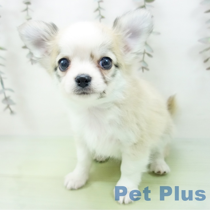 埼玉県のチワワ(ロング) (ペットプラス コクーンシティ店/2025年9月18日生まれ/男の子/クリームセーブルホワイト)の子犬の2枚目の画像