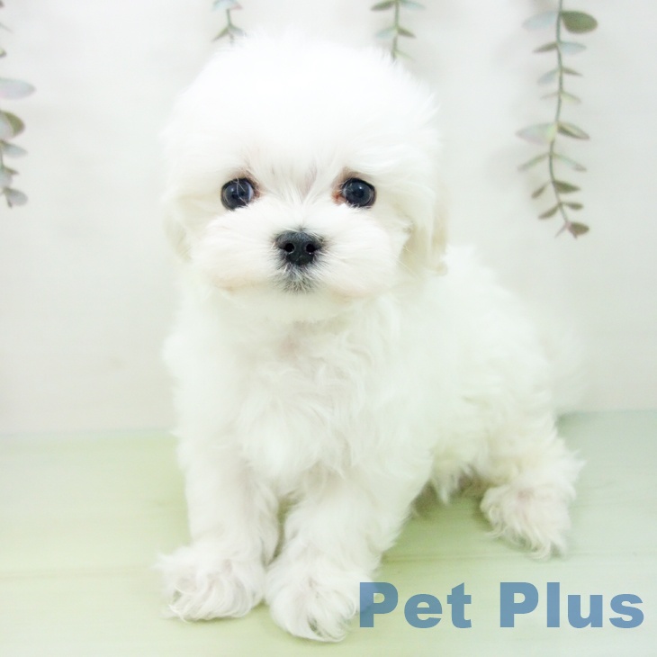 マルチーズの写真2