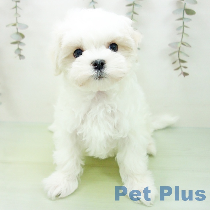 マルチーズの写真2