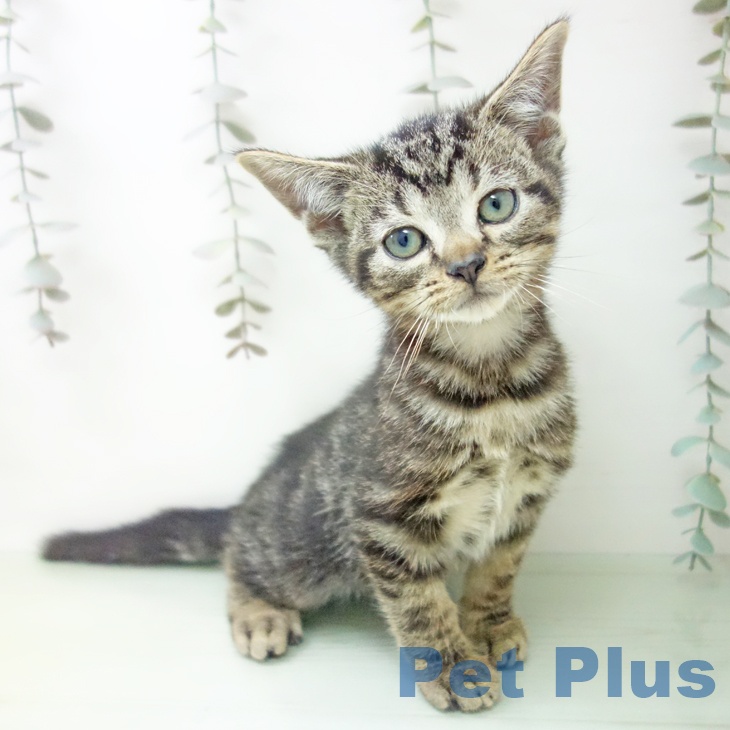 三重県のアメリカンショートヘアー (ペットプラス 津南店/2025年9月6日生まれ/男の子/ブラウンタビー)の子猫