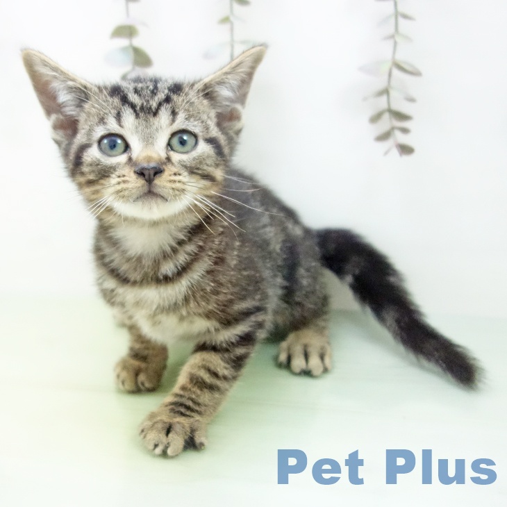 三重県のアメリカンショートヘアー (ペットプラス 津南店/2025年9月6日生まれ/男の子/ブラウンタビー)の子猫の2枚目の画像
