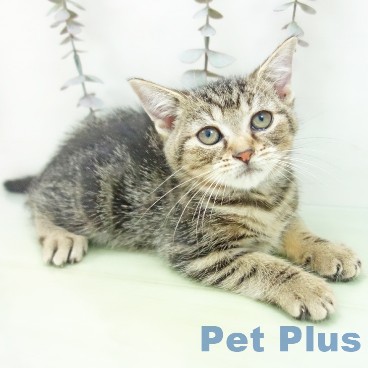 愛知県のアメリカンショートヘアー (ペットプラス イオンモール豊川店/2025年9月6日生まれ/女の子/ブラウンタビー)の子猫の1枚目の画像