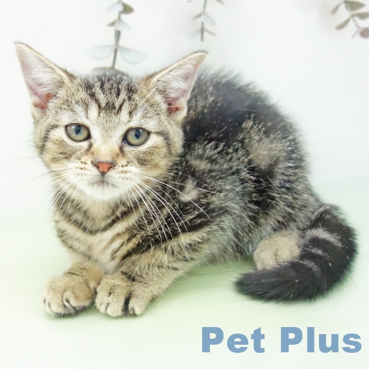 愛知県のアメリカンショートヘアー (ペットプラス イオンモール豊川店/2025年9月6日生まれ/女の子/ブラウンタビー)の子猫の2枚目の画像