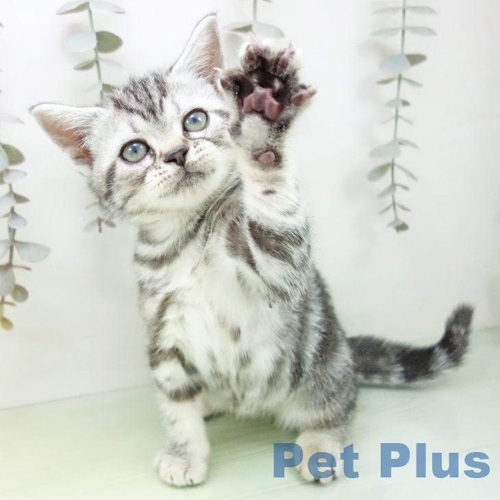 埼玉県のアメリカンショートヘアー (ペットプラス 八潮店/2025年9月11日生まれ/男の子/シルバータビー)の子猫の1枚目の画像