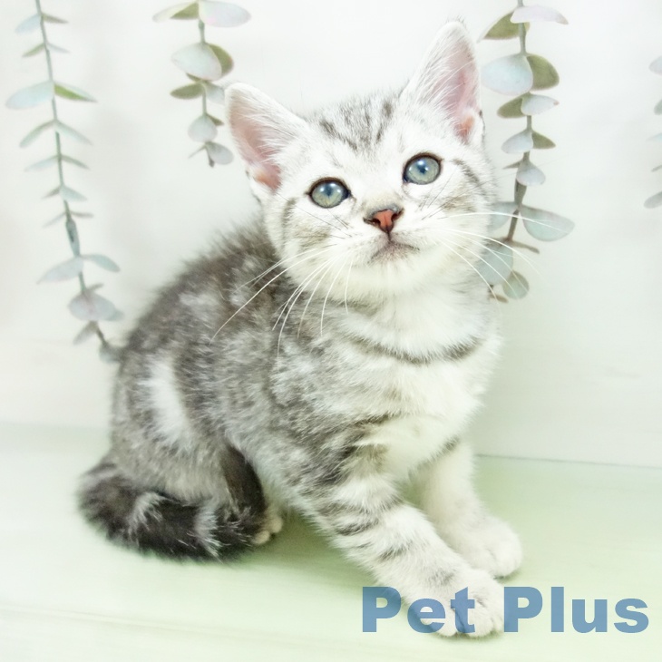 群馬県のアメリカンショートヘアー (ペットプラス イオンモール太田店/2025年9月11日生まれ/男の子/シルバータビー)の子猫の1枚目の画像