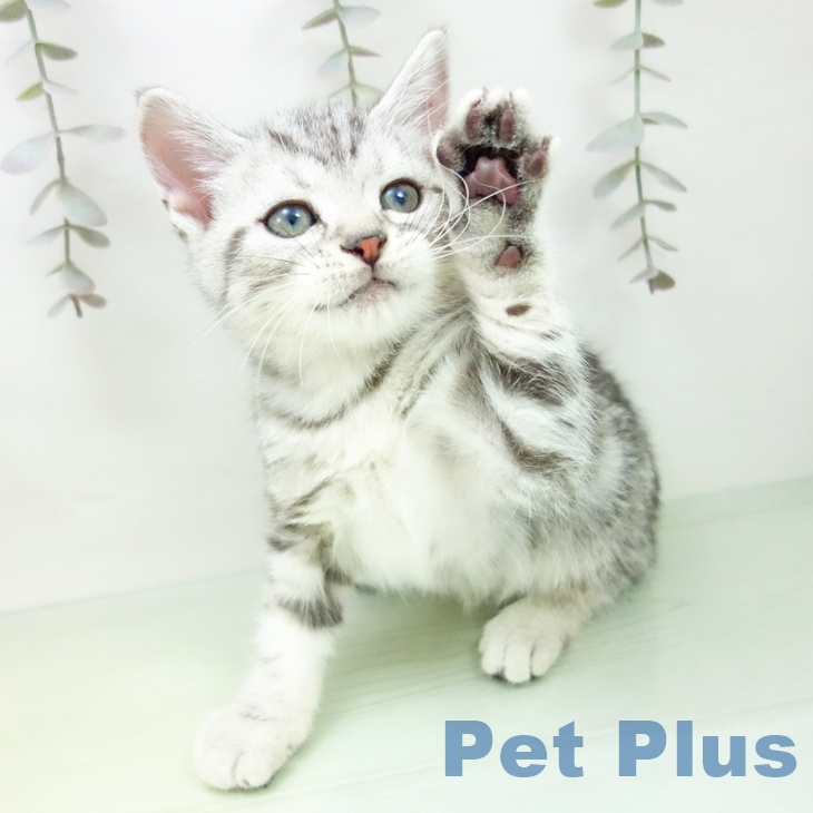 群馬県のアメリカンショートヘアー (ペットプラス イオンモール太田店/2025年9月11日生まれ/男の子/シルバータビー)の子猫の2枚目の画像