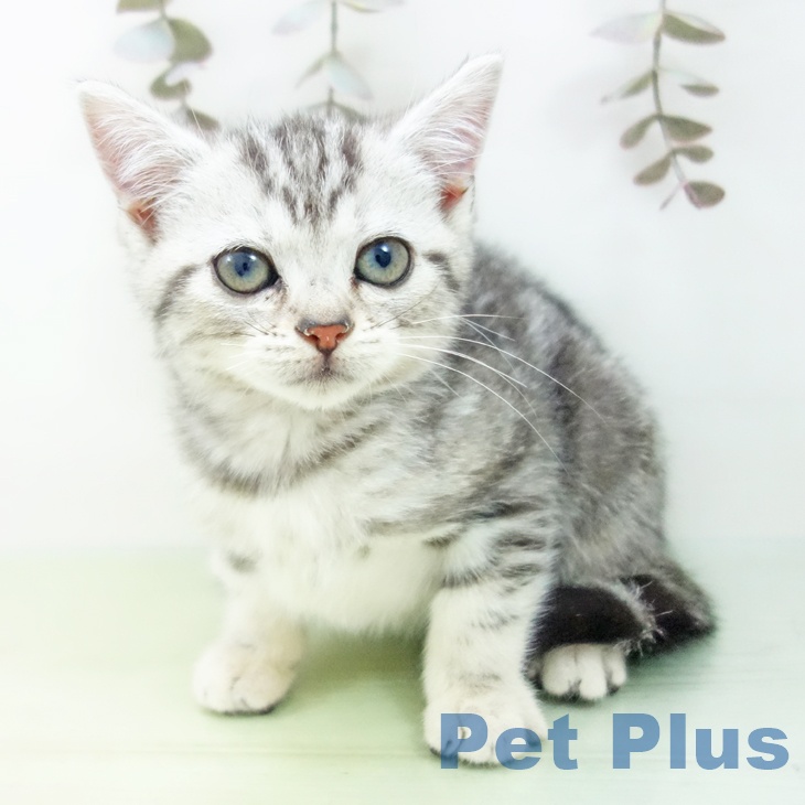 アメリカンショートヘア