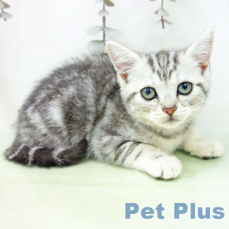 アメリカンショートヘアの写真2