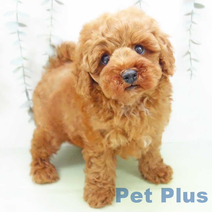 トイ・プードル