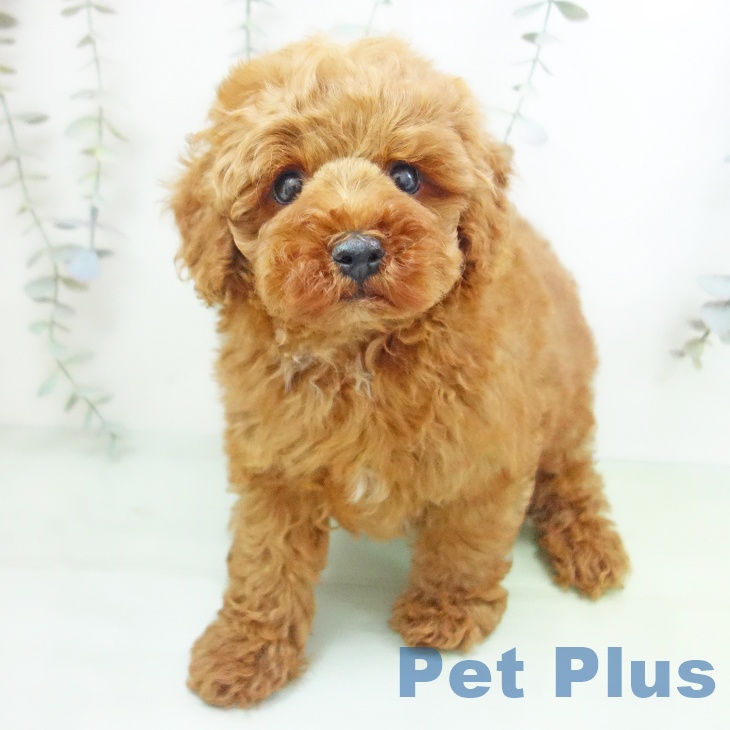 トイ・プードルの写真2