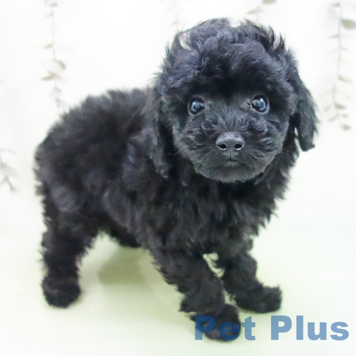 愛知県のトイプードル(トイ) (ペットプラス 則武新町店/2025年9月16日生まれ/女の子/ブラック)の子犬
