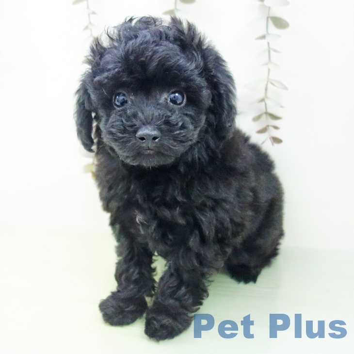 愛知県のトイプードル(トイ) (ペットプラス 則武新町店/2025年9月16日生まれ/女の子/ブラック)の子犬の2枚目の画像