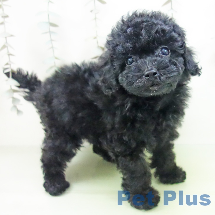 三重県のトイプードル(トイ) (ペットプラス 四日市泊店/2025年9月17日生まれ/男の子/ブラック)の子犬