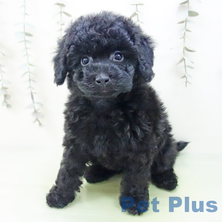 愛知県のトイプードル(トイ) (ペットプラス 豊田店/2025年9月17日生まれ/男の子/ブラック)の子犬