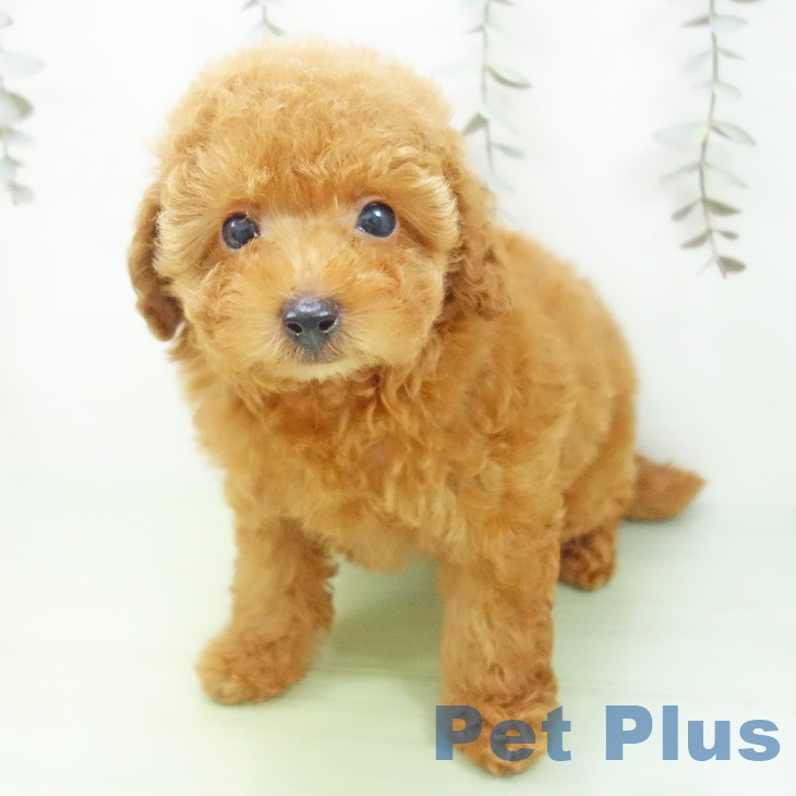 愛知県のトイプードル(トイ) (ペットプラス 則武新町店/2025年9月17日生まれ/男の子/アプリコット)の子犬の2枚目の画像