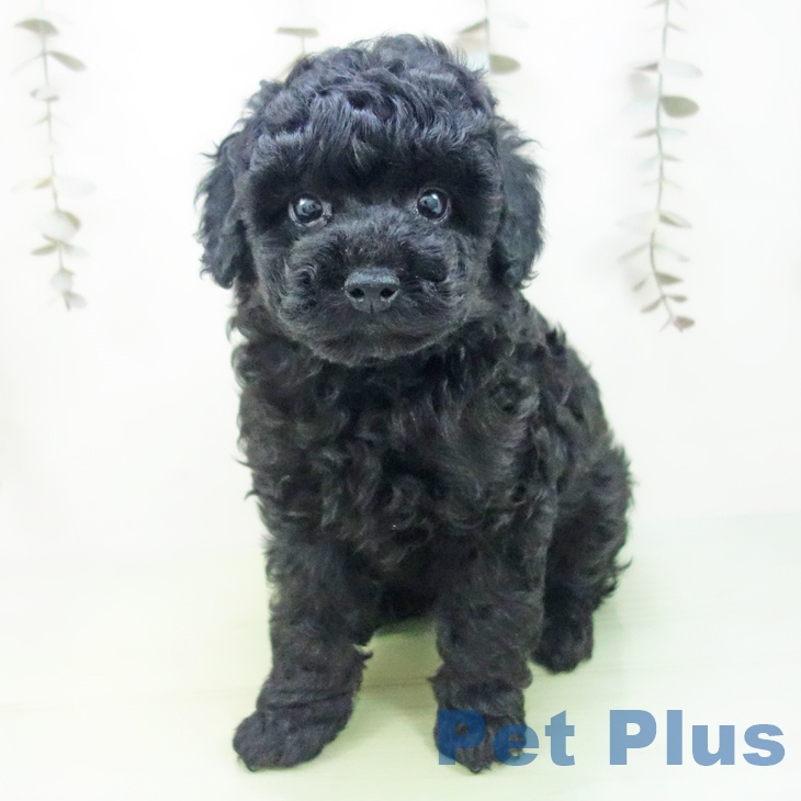 岐阜県のトイプードル(トイ) (ペットプラス 光ケ丘店/2025年9月18日生まれ/男の子/ブラック)の子犬の1枚目の画像