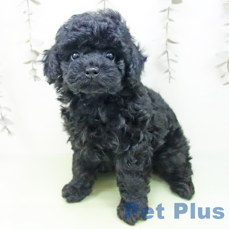 三重県のトイプードル(トイ) (ペッツワン 桑名店/2025年9月18日生まれ/女の子/ブラック)の子犬の1枚目の画像