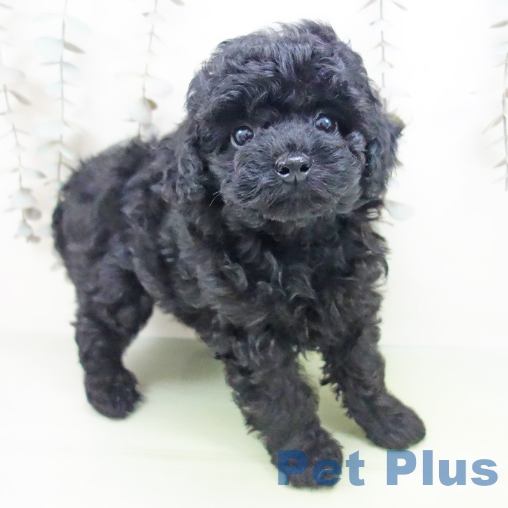 三重県のトイプードル(トイ) (ペッツワン 桑名店/2025年9月18日生まれ/女の子/ブラック)の子犬の2枚目の画像