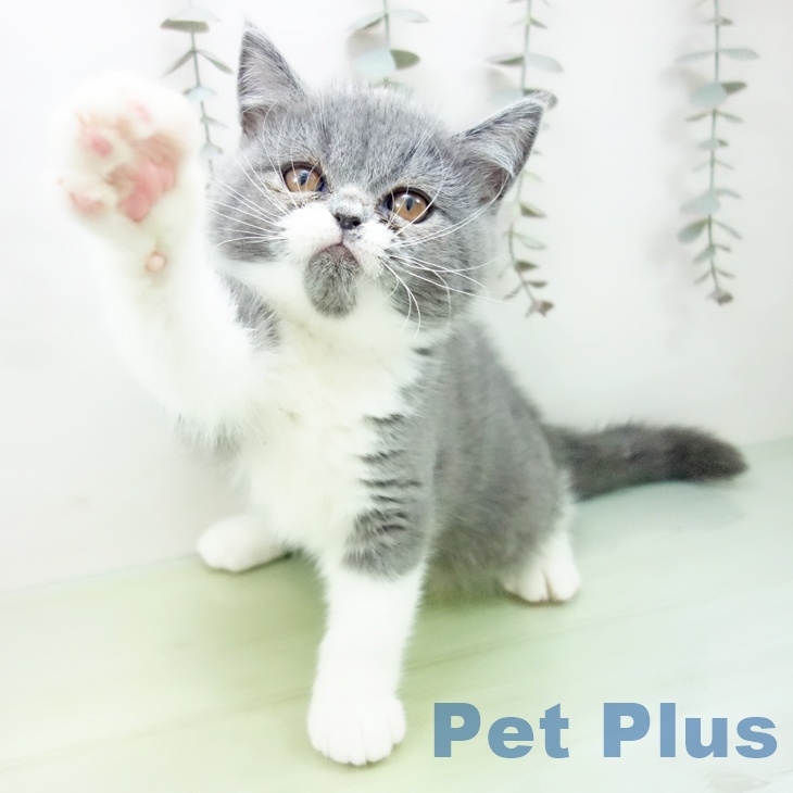 愛知県のエキゾチック (ペットプラス 名古屋茶屋店/2025年8月28日生まれ/男の子/ブルーホワイト)の子猫