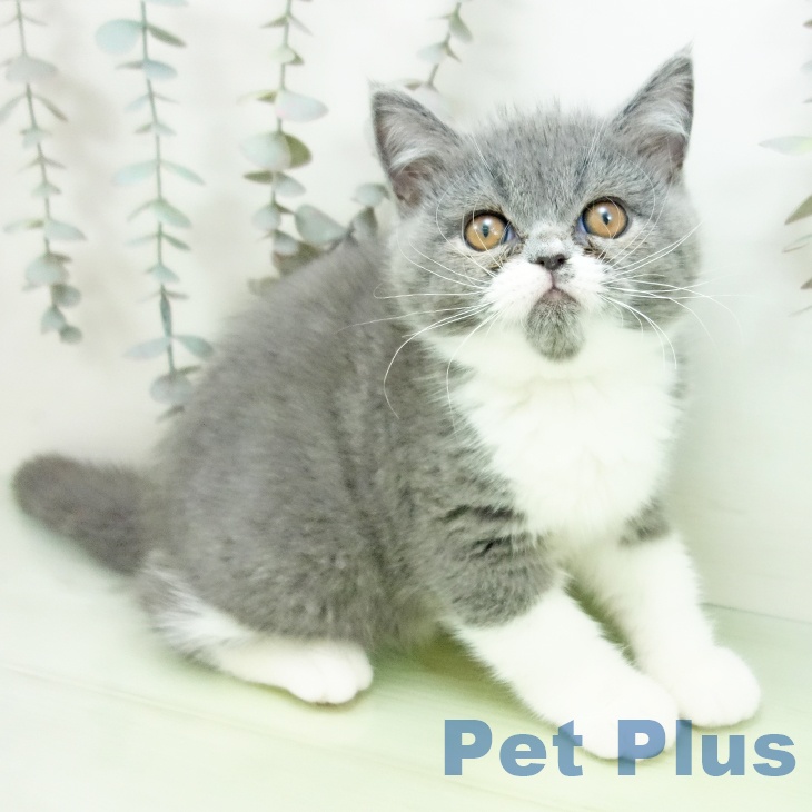 愛知県のエキゾチック (ペットプラス 名古屋茶屋店/2025年8月28日生まれ/男の子/ブルーホワイト)の子猫の2枚目の画像