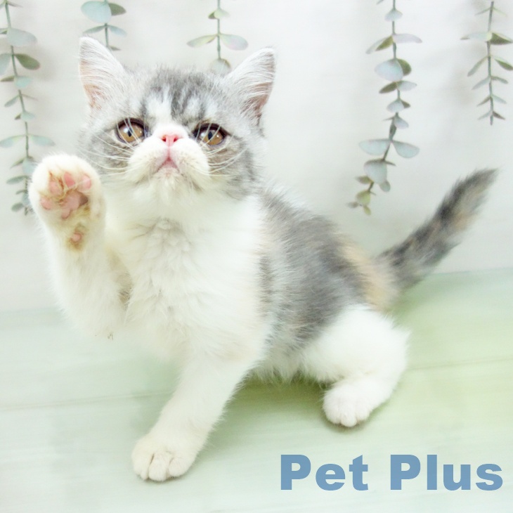 埼玉県のエキゾチック (ペットプラス 与野店/2025年8月28日生まれ/女の子/ブルーパッチドタビーホワイト)の子猫