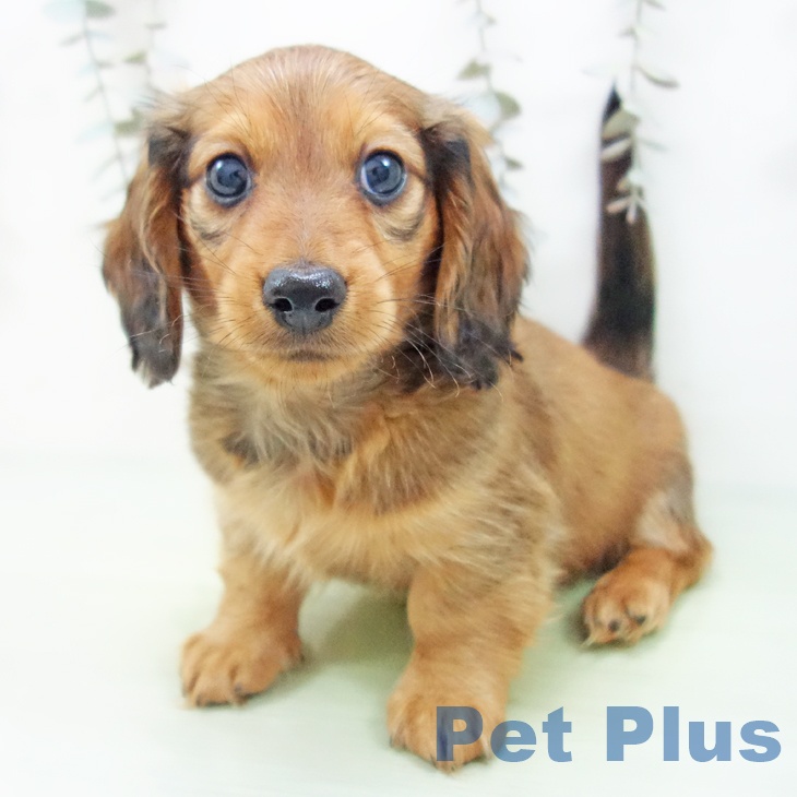 愛知県のミニチュアダックスフンド(ロング) (ペットプラス 三好店/2025年9月16日生まれ/男の子/レッド)の子犬の1枚目の画像