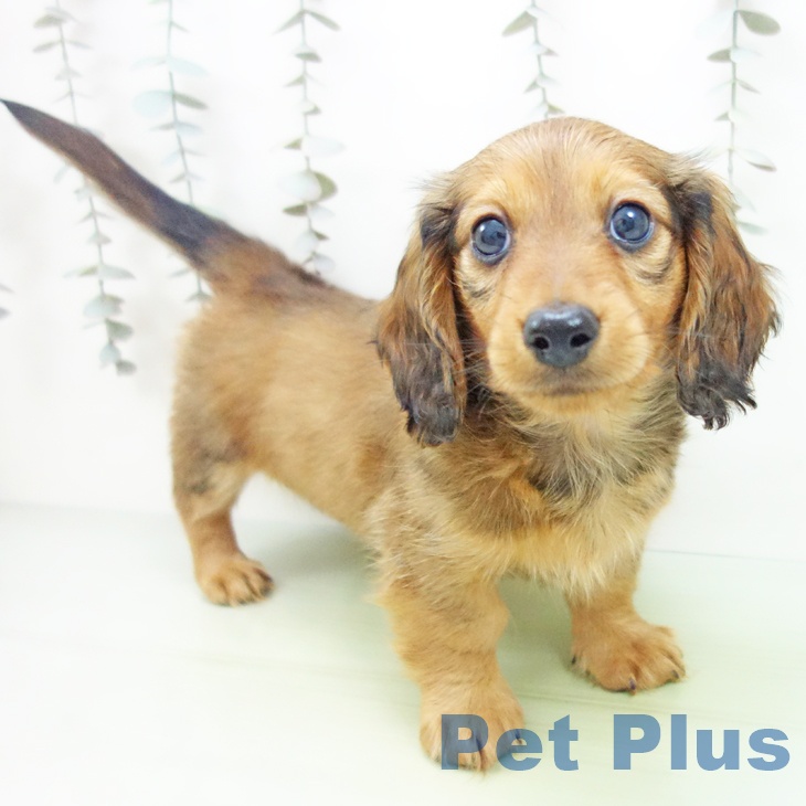 愛知県のミニチュアダックスフンド(ロング) (ペットプラス 三好店/2025年9月16日生まれ/男の子/レッド)の子犬の2枚目の画像