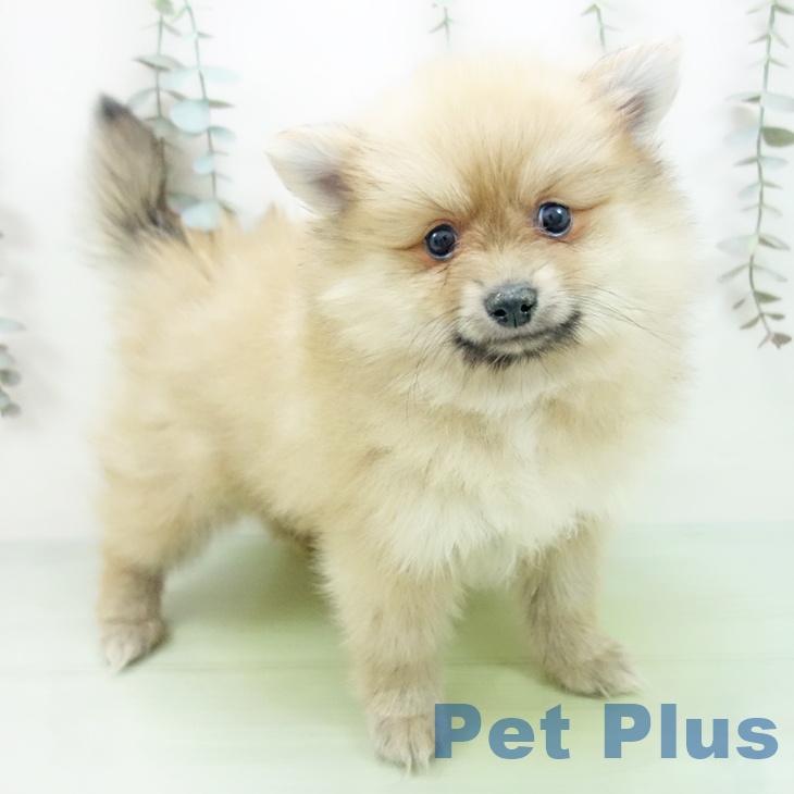 千葉県のポメラニアン (ペットプラス 八千代緑が丘店/2025年9月19日生まれ/女の子/オレンジ)の子犬の1枚目の画像