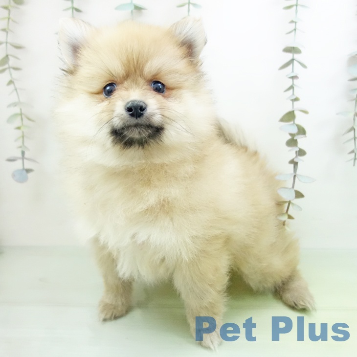 千葉県のポメラニアン (ペットプラス 八千代緑が丘店/2025年9月19日生まれ/女の子/オレンジ)の子犬の2枚目の画像