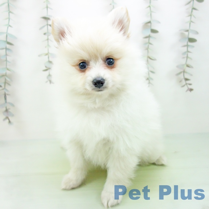 千葉県のポメラニアン (ペットプラス 成田店/2025年9月19日生まれ/女の子/クリーム)の子犬の1枚目の画像