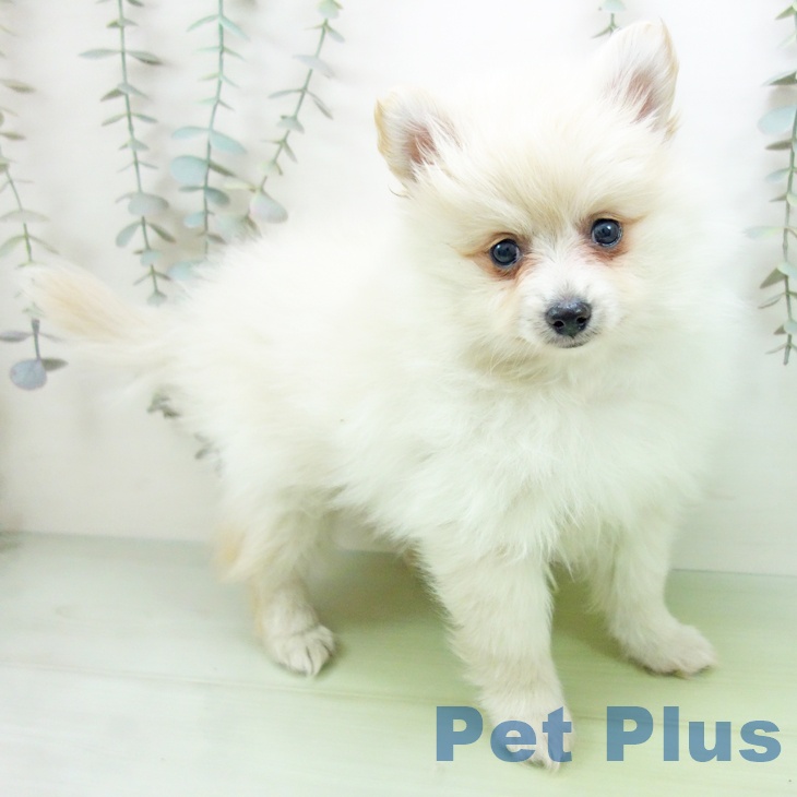 千葉県のポメラニアン (ペットプラス 成田店/2025年9月19日生まれ/女の子/クリーム)の子犬の2枚目の画像