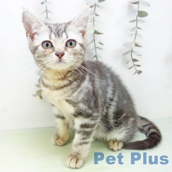 岐阜県のアメリカンショートヘアー (ペットプラス 各務原店/2025年9月11日生まれ/女の子/シルバータビー)の子猫の1枚目の画像