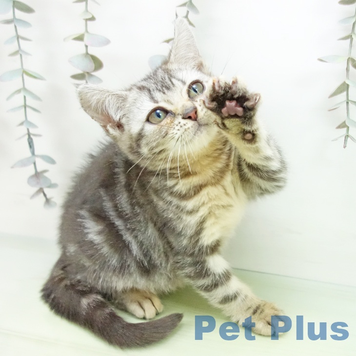 岐阜県のアメリカンショートヘアー (ペットプラス 各務原店/2025年9月11日生まれ/女の子/シルバータビー)の子猫の2枚目の画像