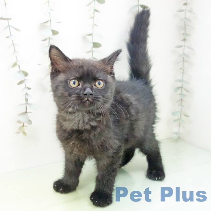 愛知県のスコティッシュフォールド (ペットプラス 豊橋牧野店/2025年9月10日生まれ/男の子/ブラック)の子猫の1枚目の画像